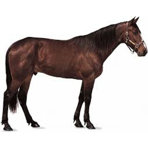Brown Horse