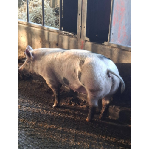 5 Welsh, Pietrain Cross Breeding Gilts