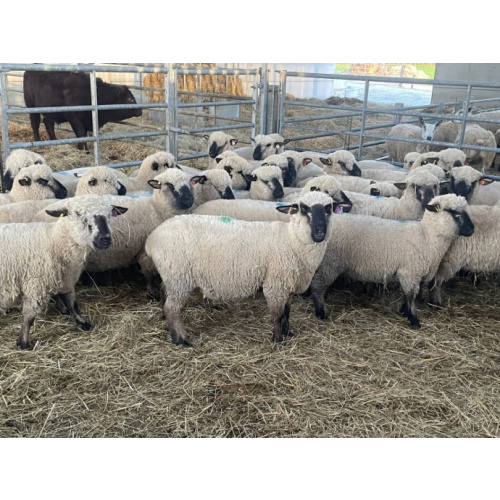 24 Pedigree Hampshire Down In-Lamb Breeding Shearlings, Ewes