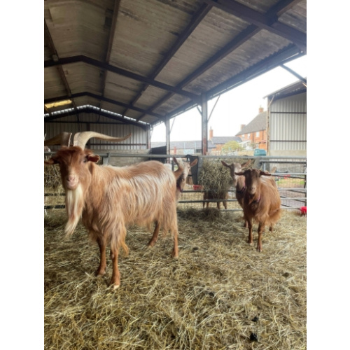 5 Pedigree Golden Guernsey In-Kid Breeding Bucks, Does, Yearlings