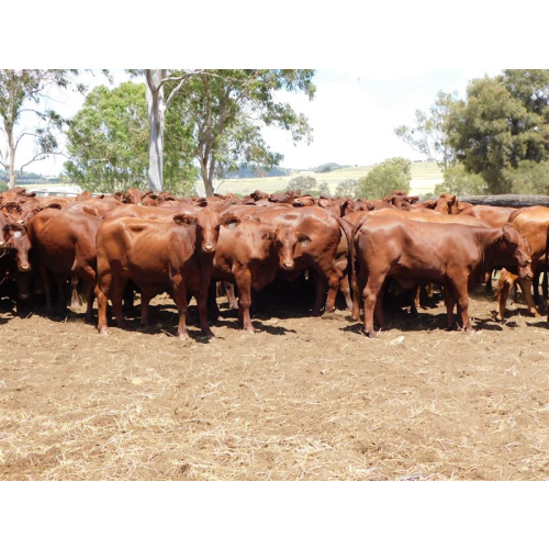 99 PTIC Santa Gertrudis Heifers